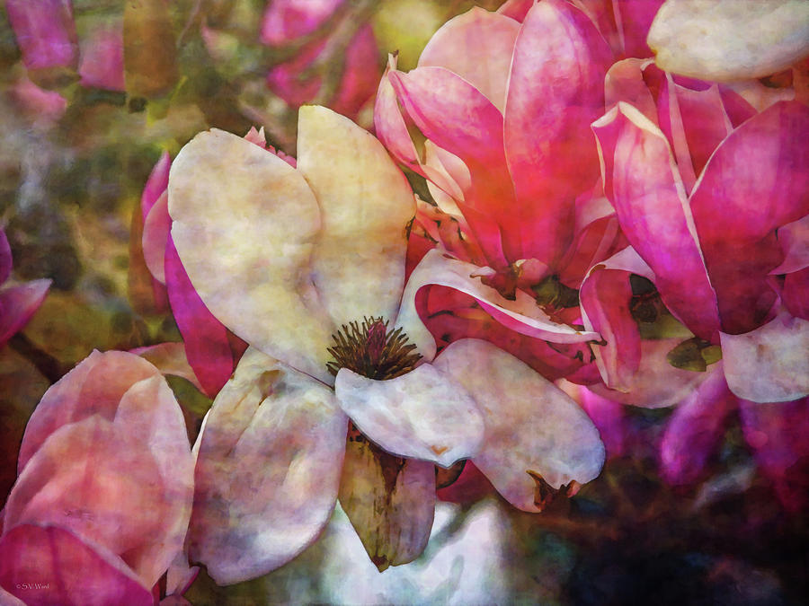 Tulip Tree Blossoms 9011 IDP_2 Photograph by Steven Ward