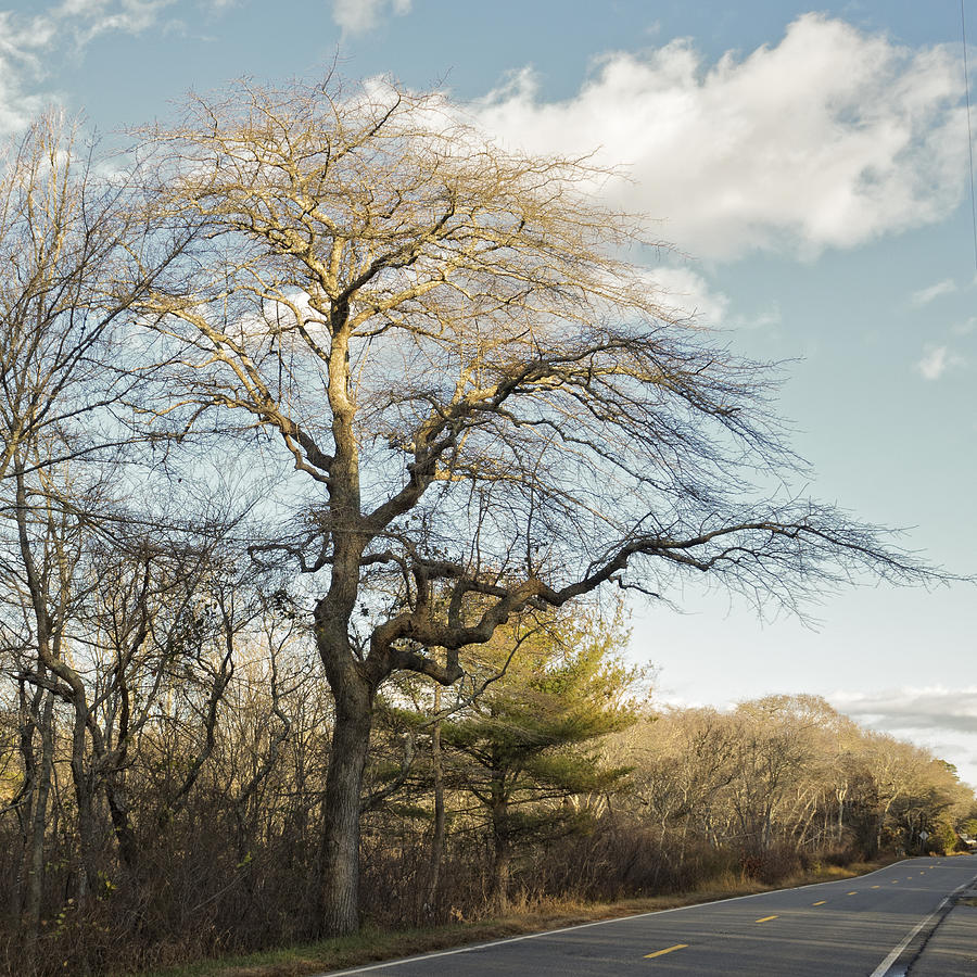 Tupelo Tree Photograph by Frank Winters