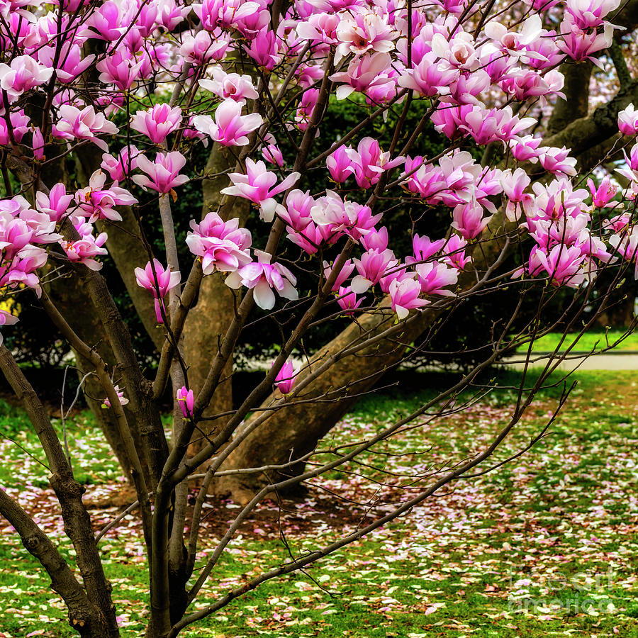 Tulip Tree in DC Photograph by Thomas R Fletcher
