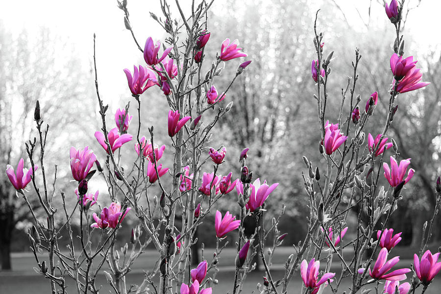 Tulip Tree in Pink Photograph by Andrew Dyer Photography - Fine Art America