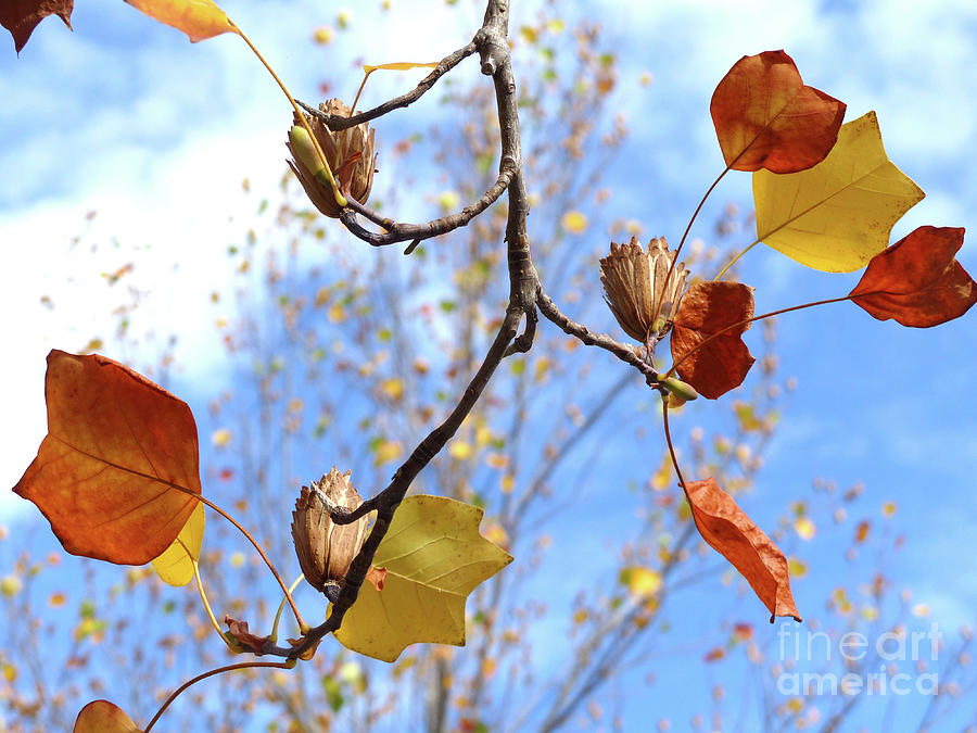 Tulip Tree Leaves and Seedpods Photograph by Phil Banks