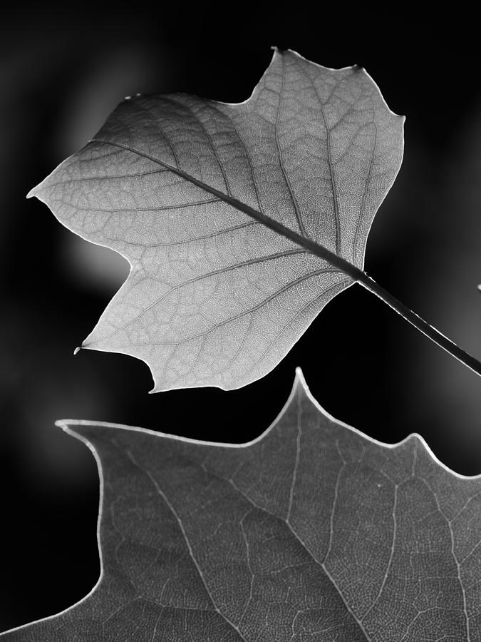 Tulip tree leaves competing for light Photograph by Jane Ford