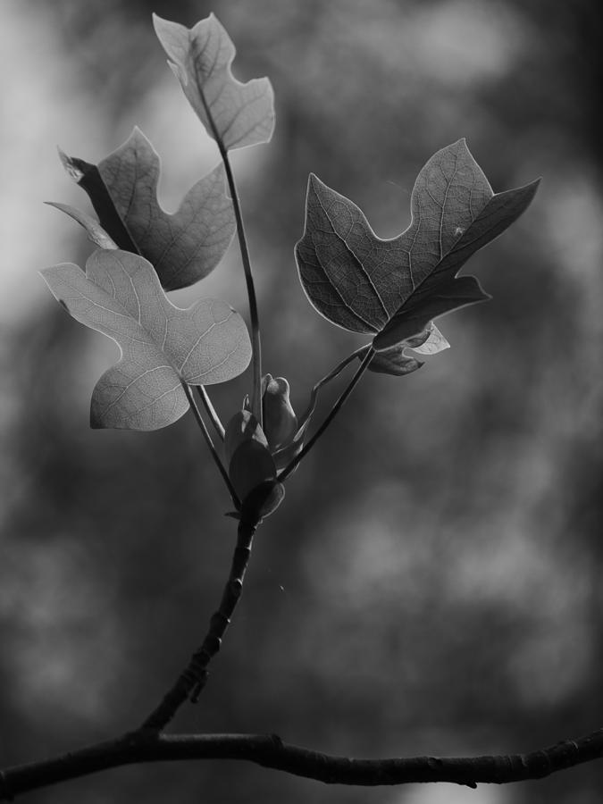 Tulip Tree Leaves in Spring Photograph by Jane Ford