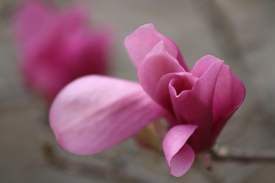 Tulip Tree Photograph By Pamela Smith - Pixels