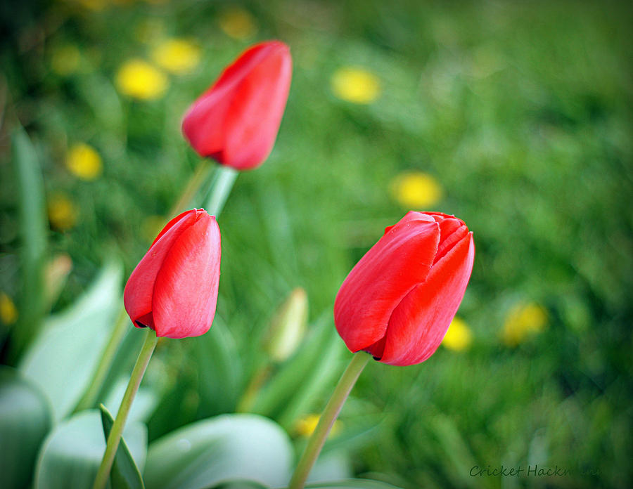 Tulip Trio Photograph by Cricket Hackmann