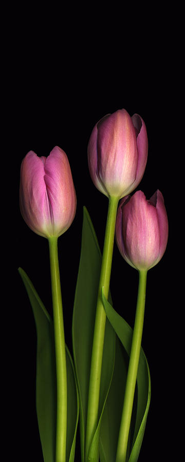 Tulip Trio Photograph by Deborah J Humphries