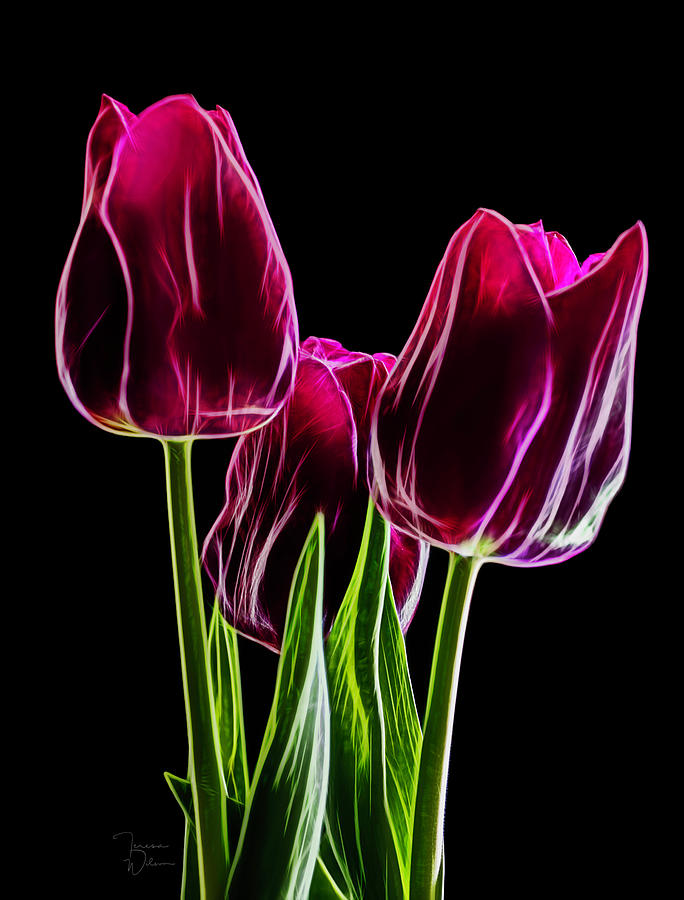 Tulip Trio Fractal Shine Photograph by Teresa Wilson
