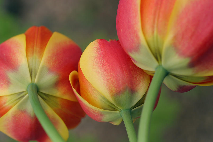 Tulip Photograph - Tulip Trio by Kathleen ODonnell