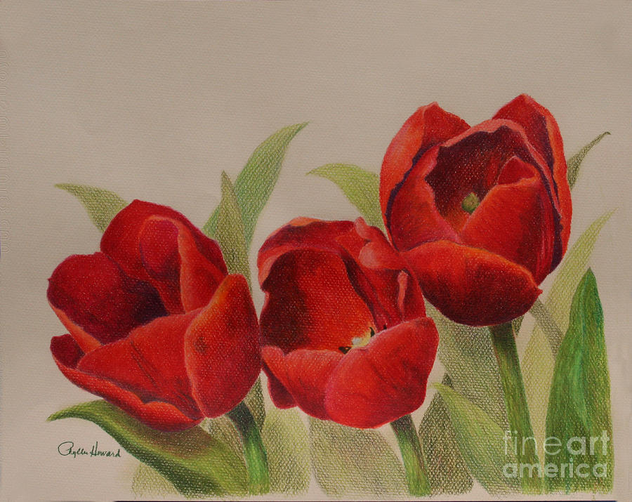 Tulip Trio Drawing by Phyllis Howard