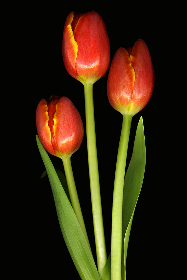 Tulip Photograph - Tulip Trio Revisted by Deborah J Humphries
