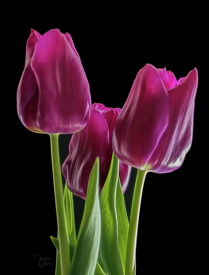 Tulip Trio Photograph by Teresa Wilson