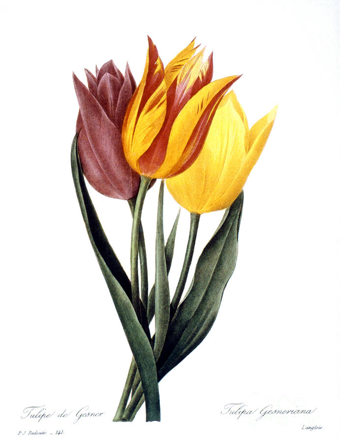 Tulip - Tulipa Gesneriana Photograph by Granger