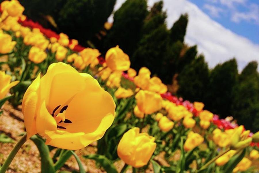 Tulip Photograph - #tulip #tulips by Tanaka Daisuke