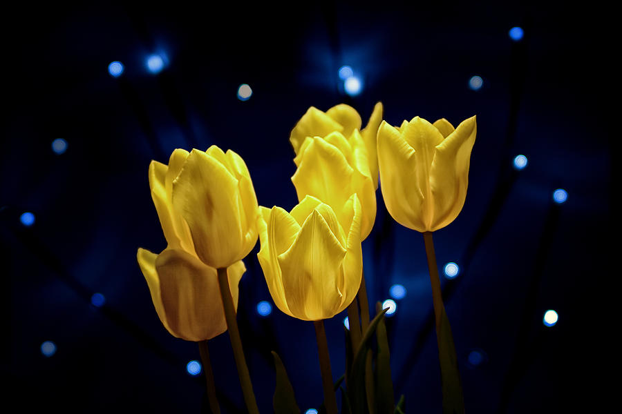 Flower Photograph - Tulip Twinkle by Tom Mc Nemar