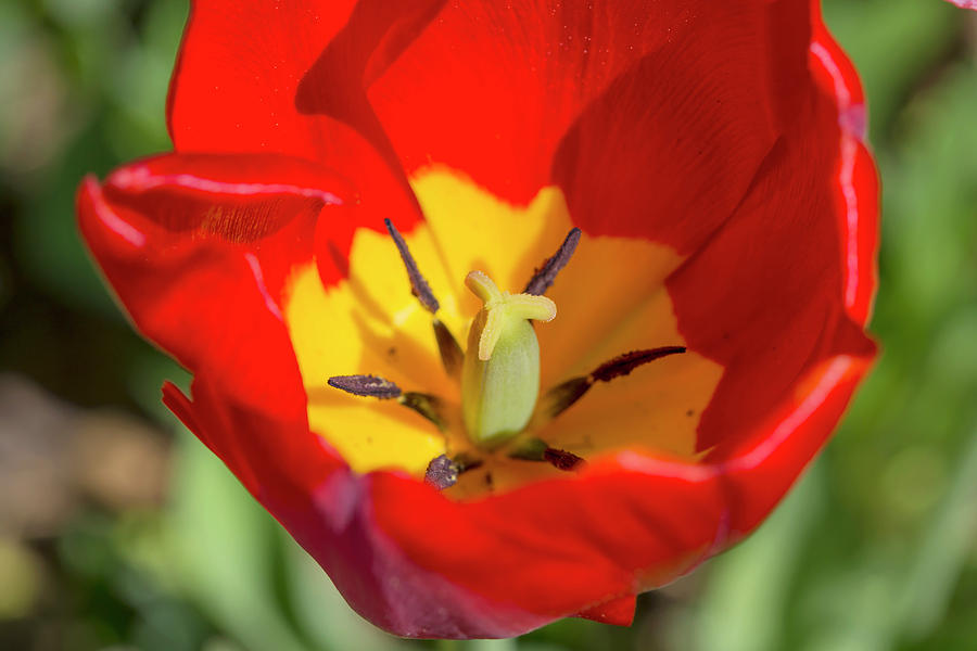 Tulip Up Close Photograph by David Stasiak