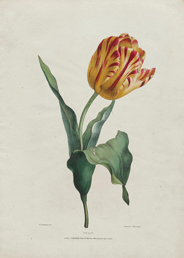 Tulip Drawing by Valentine Bartholomew