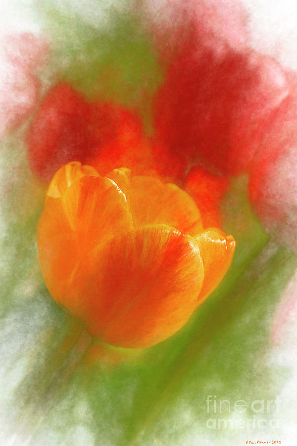 Tulip Pastel