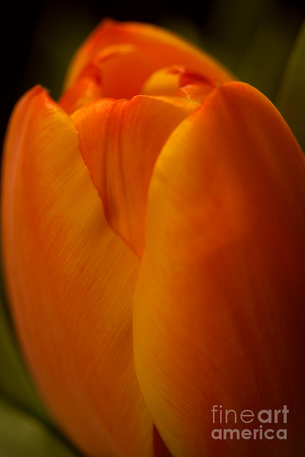 Tulip View Photograph