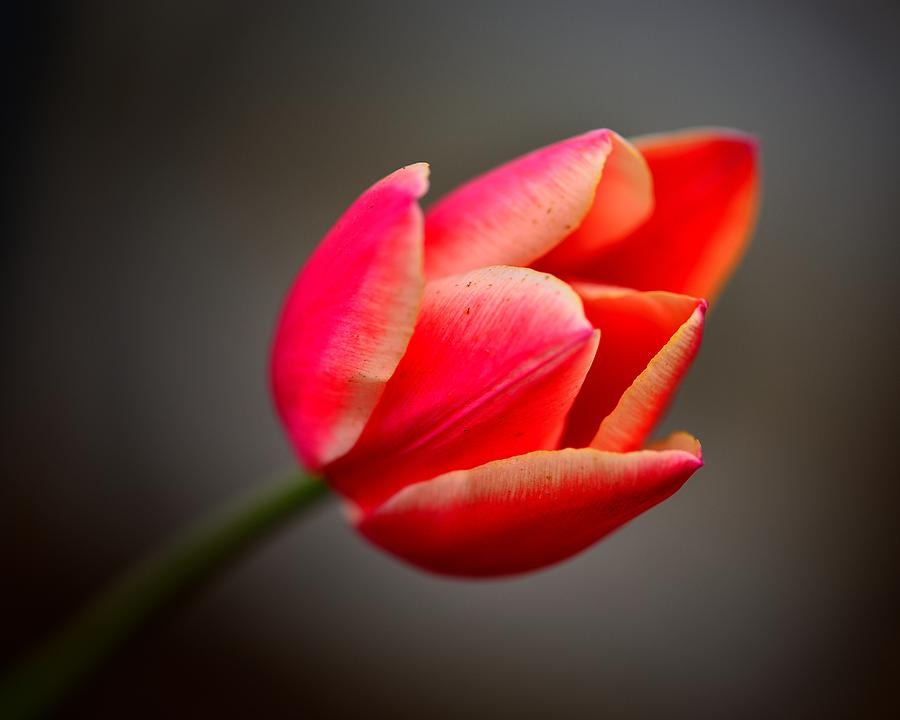 Tulip Photograph by Walt Sterneman
