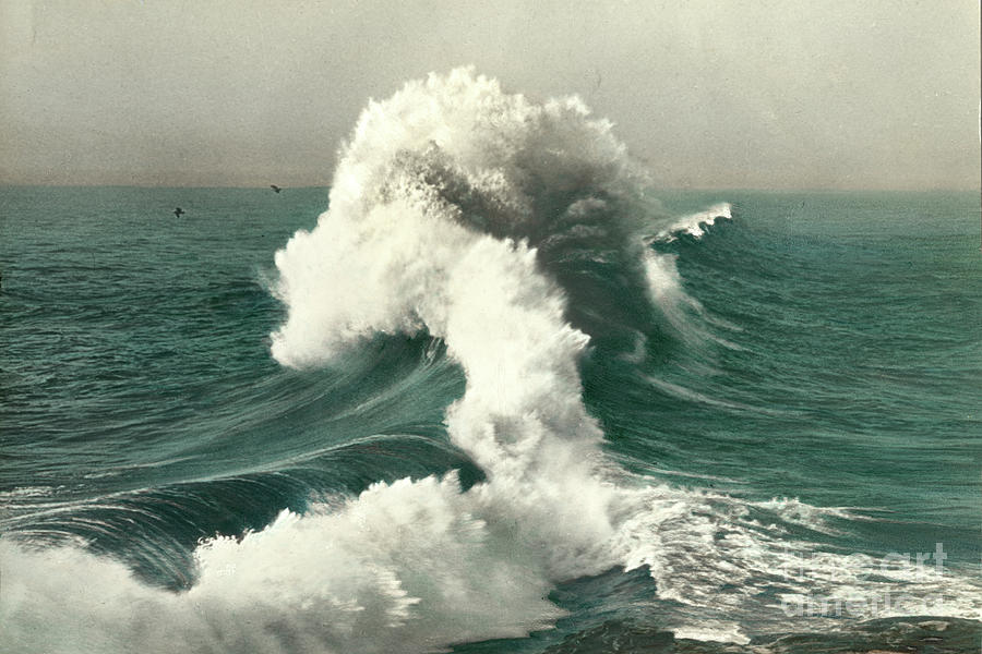 Monterey Bay Photograph - Tulip Wave by A. C. Heidrick circa 1920 by Monterey County Historical Society