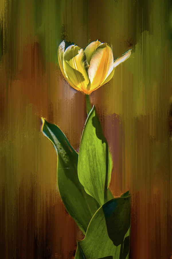 Tulip White Yellow Petals #h5 Photograph