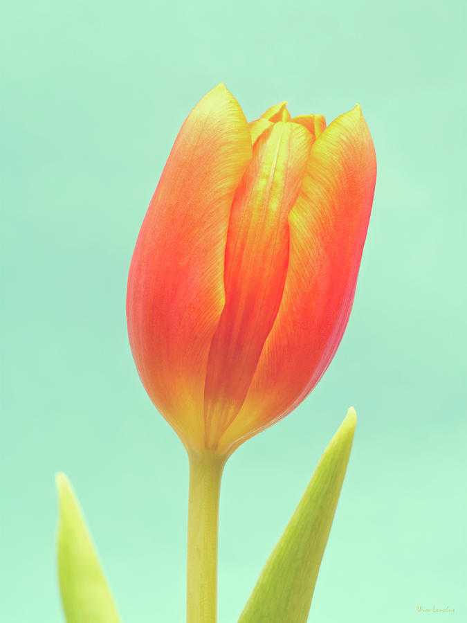 Simplicity Photograph - Tulip by Wim Lanclus Simplicity Photograph - Tulip by Wim Lanclus