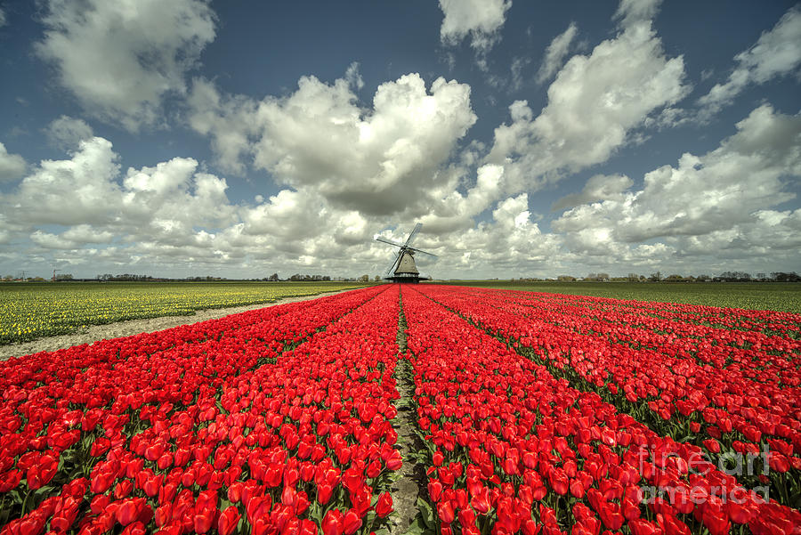 Spring Photograph - Tulip Windmill  by Rob Hawkins