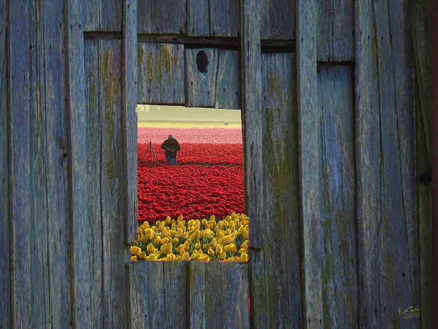 Tulip Photograph - Tulip Window by Rick Lawler