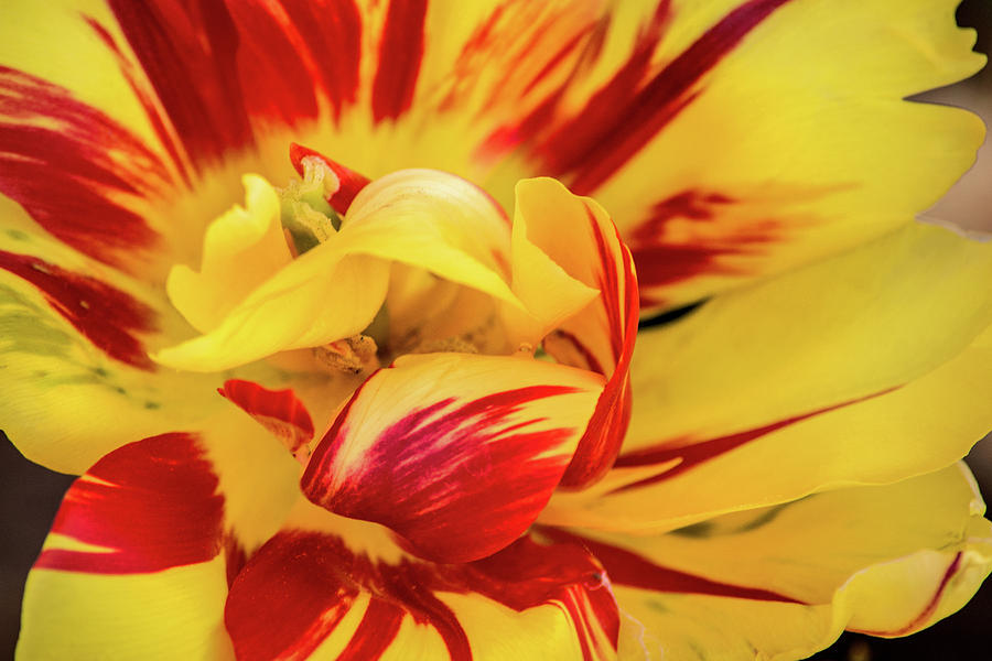 Tulip with Color Photograph by Don Johnson