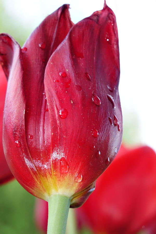Tulip with Dew Photograph by Michelle Joseph-Long