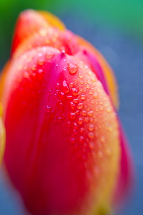Tulip with Morning Dew 3 Photograph by Edward Myers