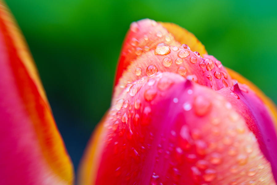Tulip with Morning Dew 4 Photograph by Edward Myers