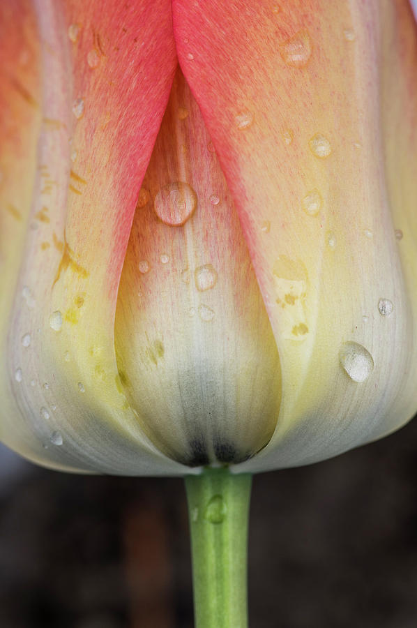 Tulip with Raindrops Photograph by Alan Bland