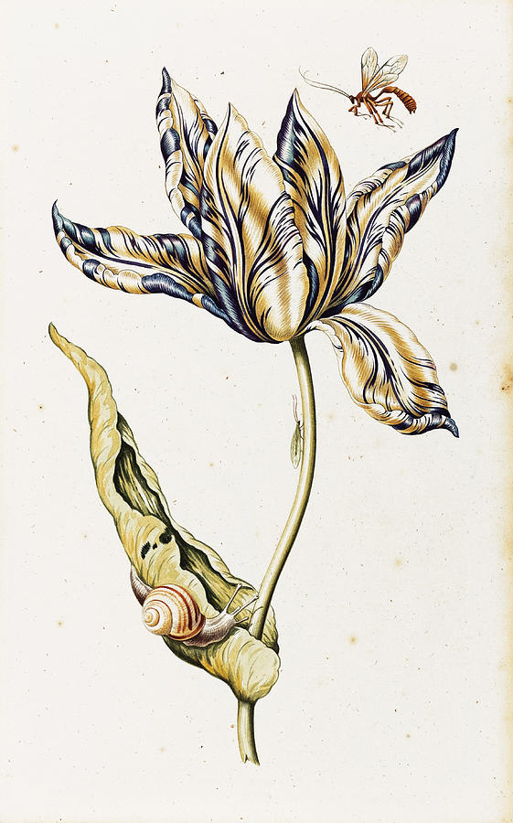 Tulip with Snails and Insects Drawing by Dutch School