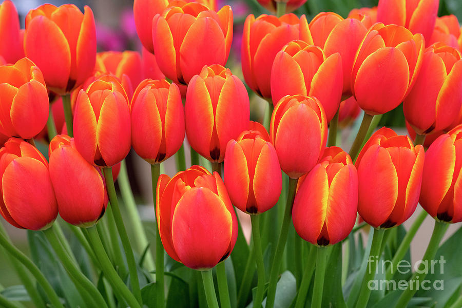 Tulip Photograph - Tulip Worlds Favourite by Tim Gainey