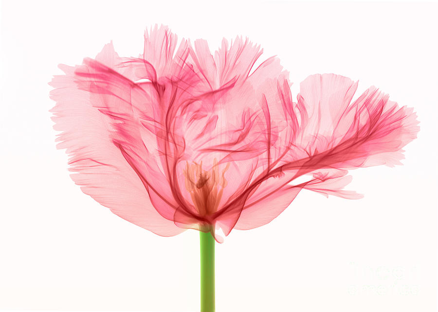 Tulip, X-ray Photograph by Ted Kinsman