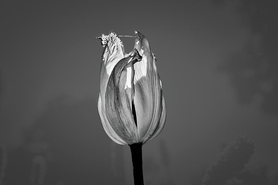 Tulip yellow on blue BW #h6 Photograph by Leif Sohlman