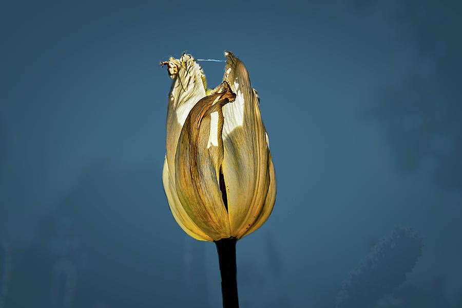 Tulip yellow on blue #h6 Photograph by Leif Sohlman