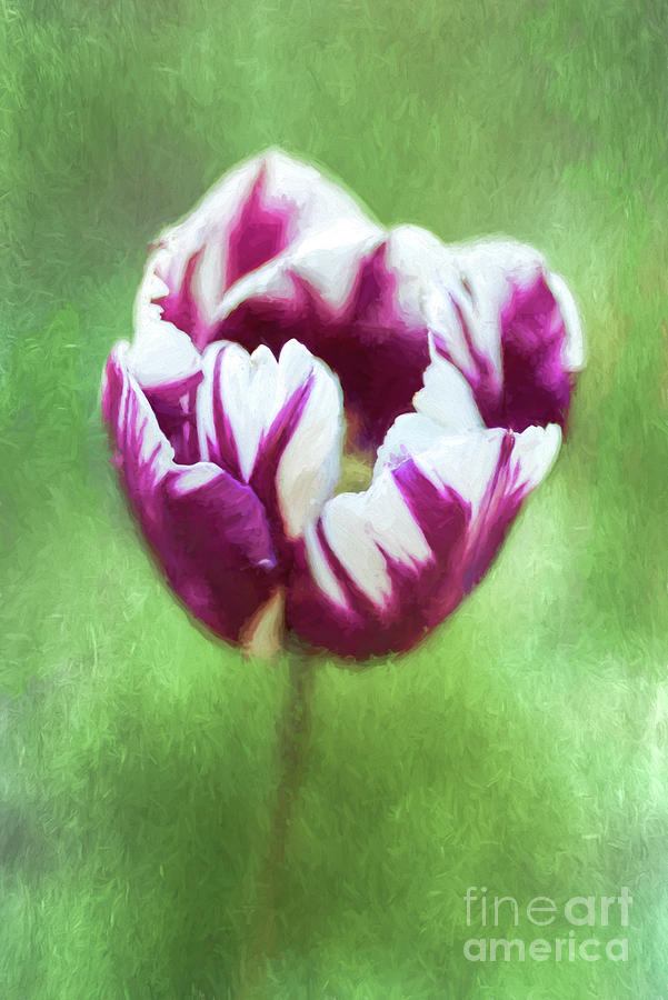 Tulip Rems Favourite aka Zurel Digital Art by Liz Leyden