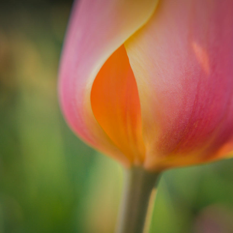 Tulip1 Photograph by Joye Ardyn Durham