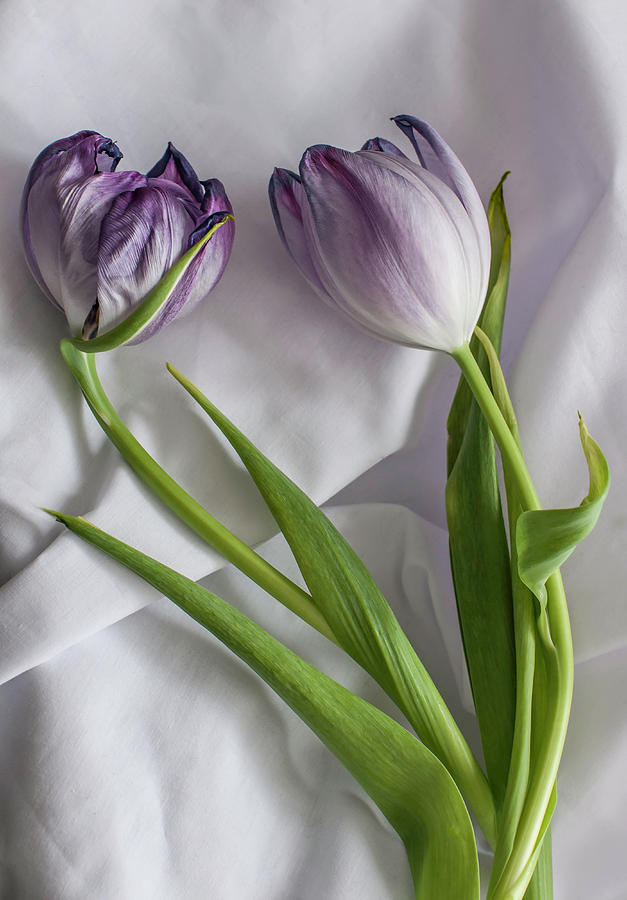Tulipa and Her Lover Elijah Photograph by Maggie Terlecki