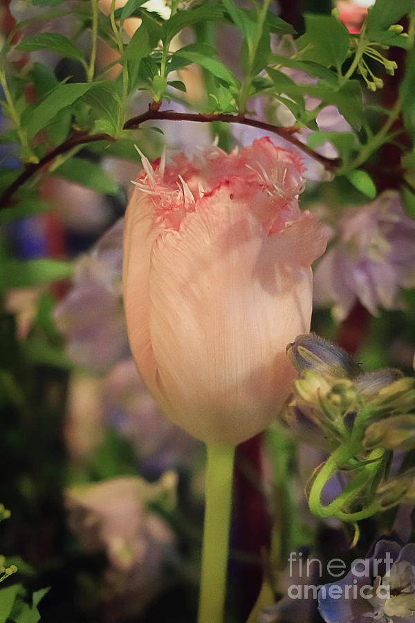 Tulipa Bell Song Photograph