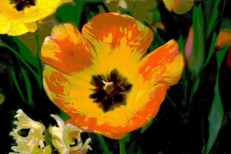 Tulipa Digital Art by Don Wright