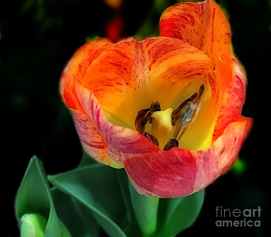 Tulipa Photograph