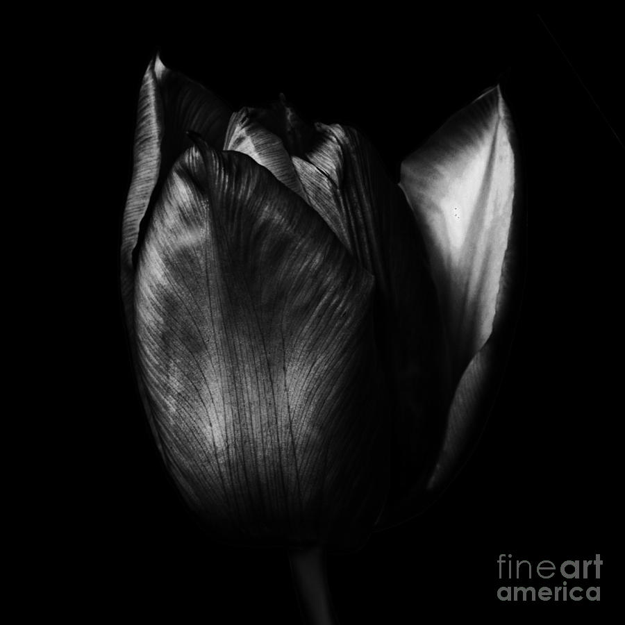 Tulipa Photograph