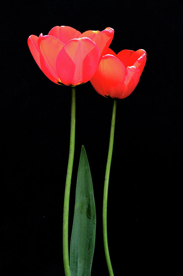Tulipa Nova Photograph by Sublime Ireland