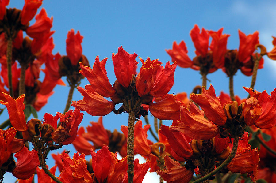 https://images.fineartamerica.com/images/artworkimages/mediumlarge/1/tulipan-tree-mexico-george-olney.jpg