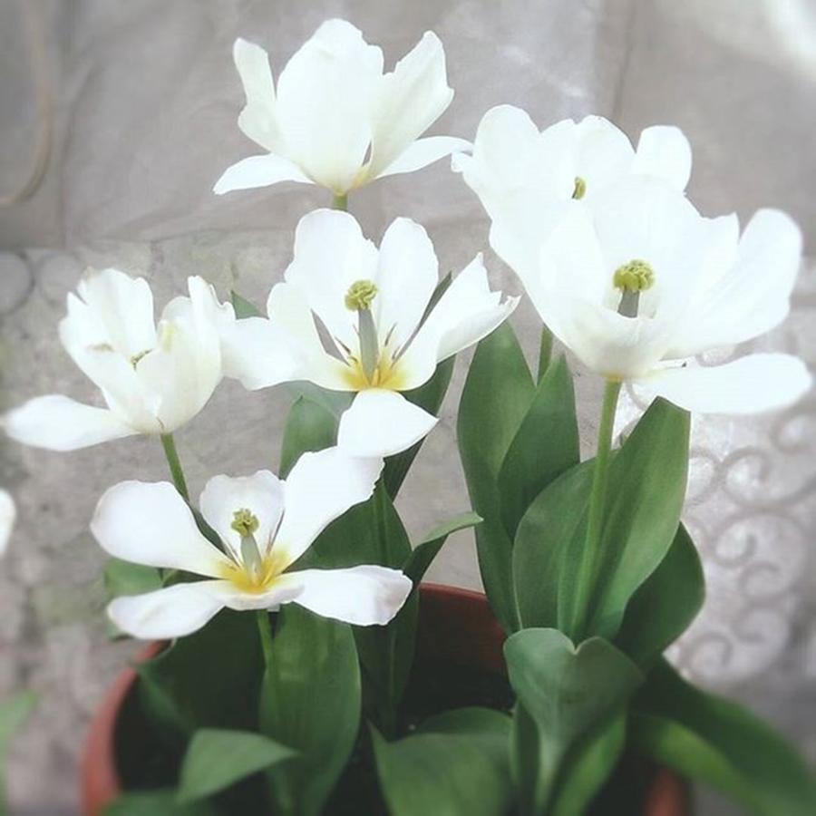 Flower Photograph - #tulipani #bianchi #white #tulips by Stefano Bena