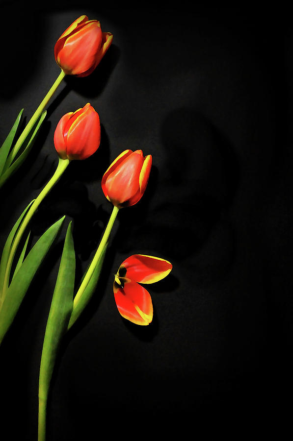 Tulipani Romantici Photograph by Diana Angstadt
