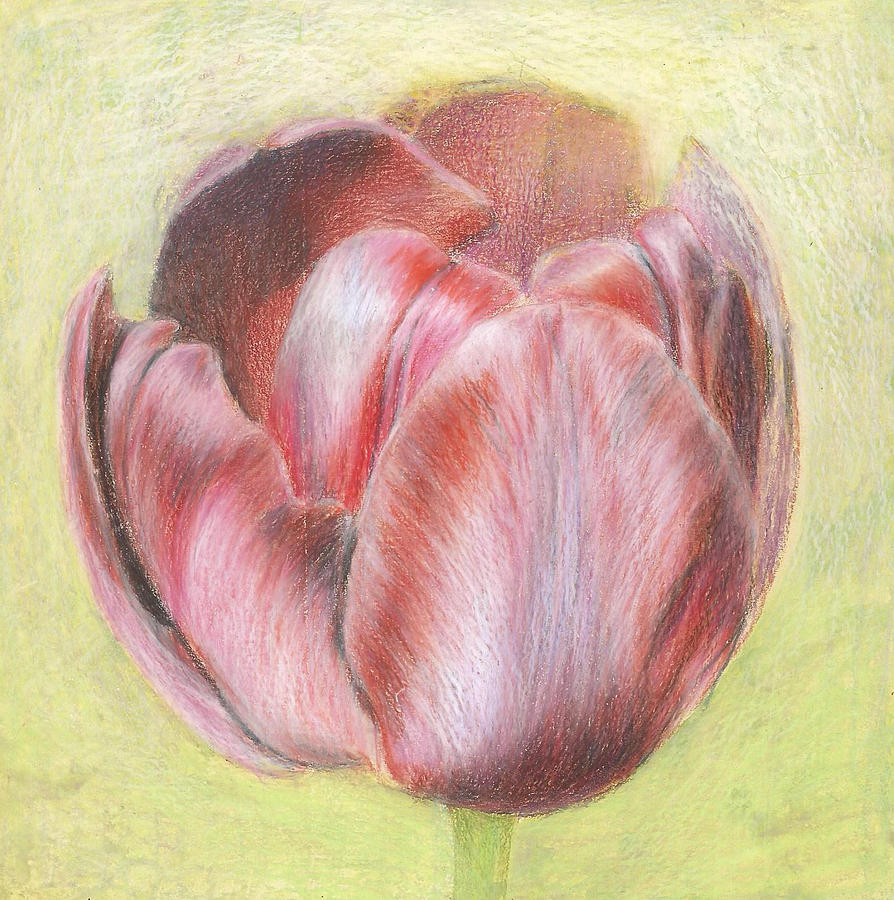 Flowers Still Life Pastel - Tulipe 2 by Aura Elena Stefanescu